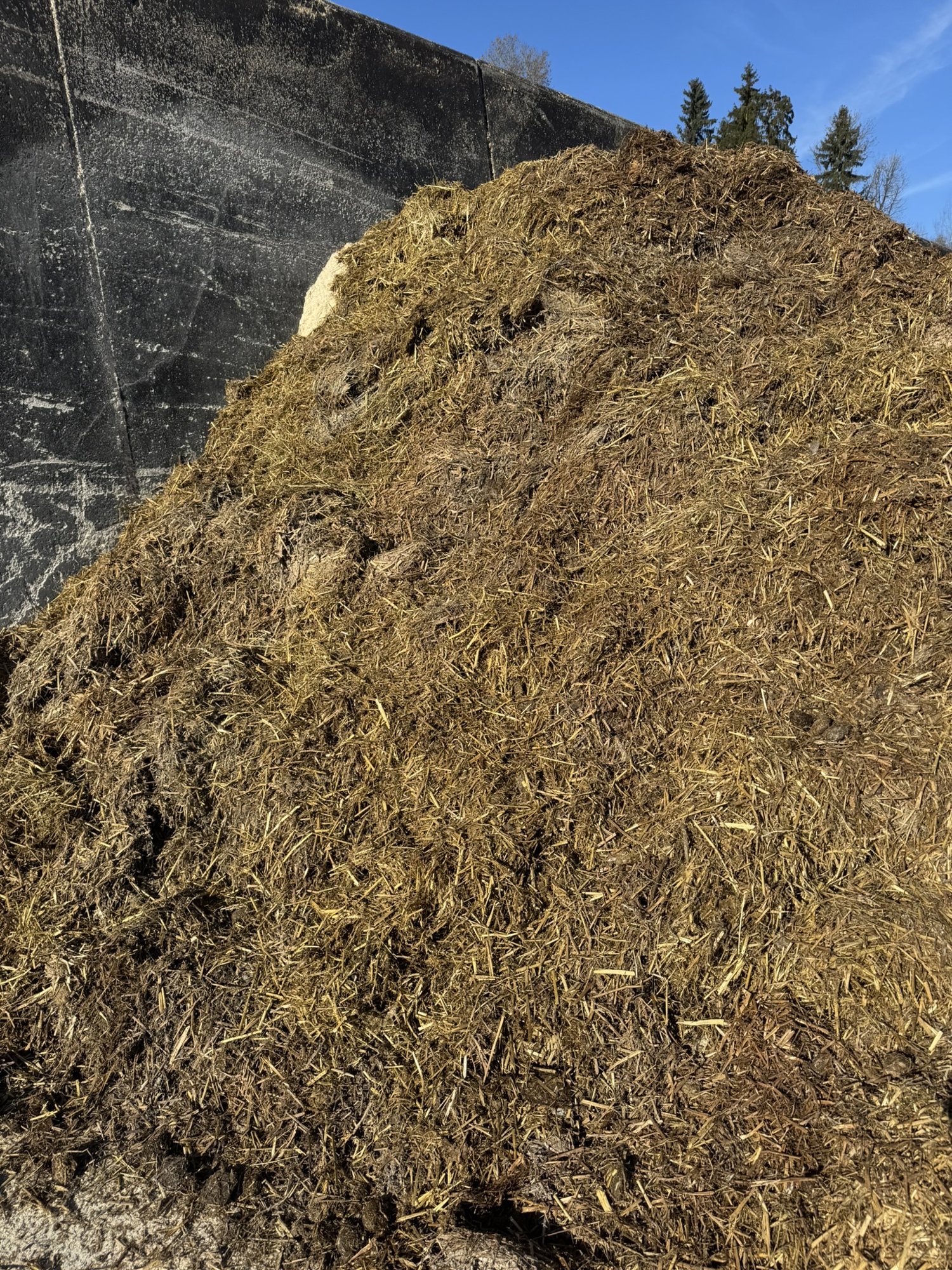 Fibrous straw manure in a silage clamp